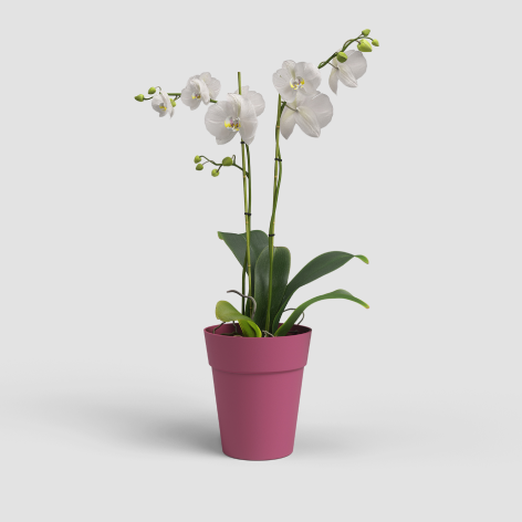 Deep rose Pot