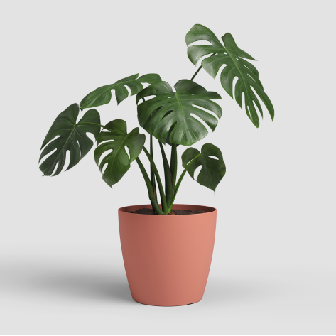 Dry pink Pot