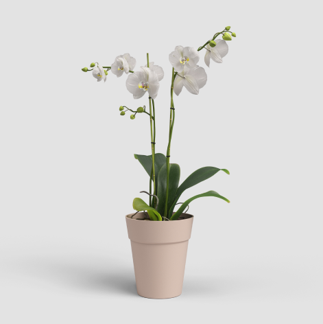 Nude Pink Pot
